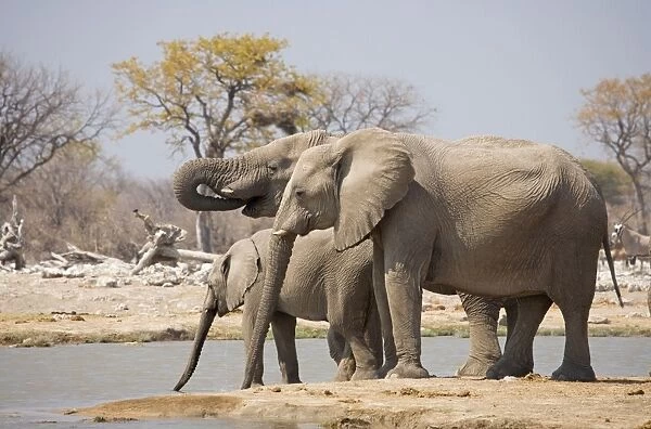 African Elephant Group drinking from a water hole Goas, Etosha National Park, Namibia, Africa