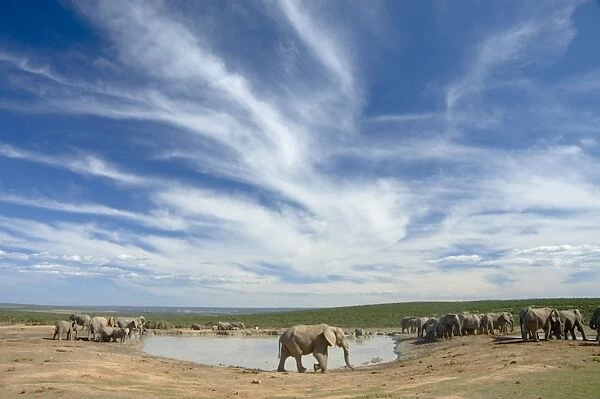 African Elephant herd at Hapoor waterhole. Addo Elephant National Park, Eastern Cape, South Africa