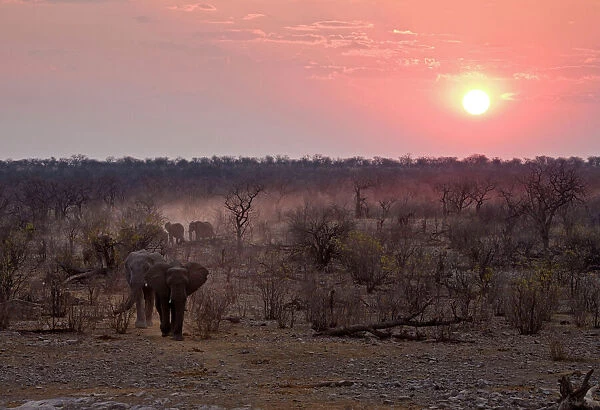 African Elephant - Leaving a dusty trail through the bush at sunset Halali, Etosha National Park, Namibia, Africa