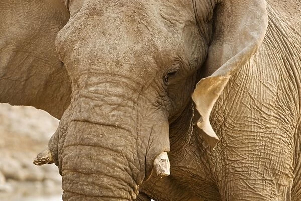 African Elephant - Side Profile Portrait - Etosha National Park - Namibia - Africa