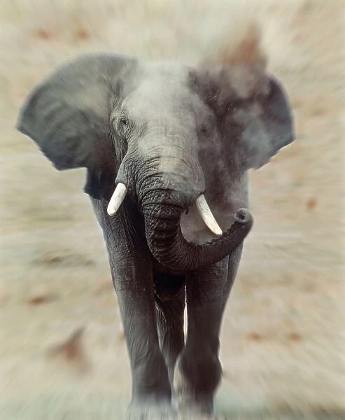 African Elephant - single, charging, head-on