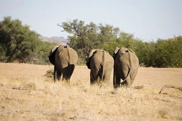 African Elephants - Bachelor group on the move Huab River, Damaraland, Western Namibia, Africa