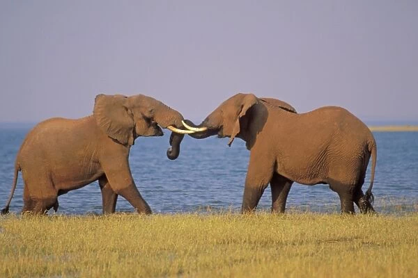 Two African Elephants - Bulls spar (mostly play with some dominance overtones). Along the shore of Lake Kariba, Zimbabwe, Africa. 3ME1129
