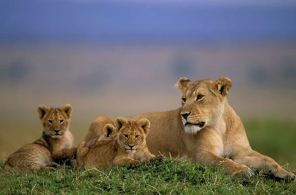 African Lion - Adult and young - Maasai Mara National Reserve - Kenya - Africa JFL02232