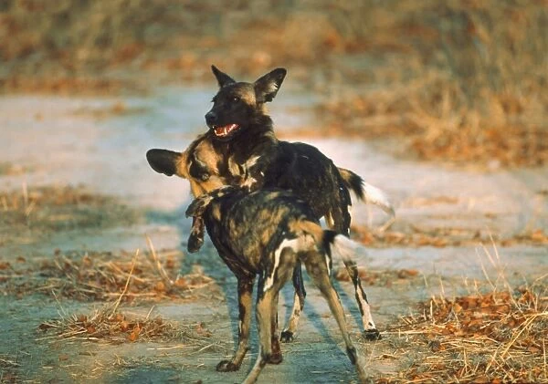 African Wild Dogs - Young Wild Dogs mock fighting Moremi, Botswana, Africa