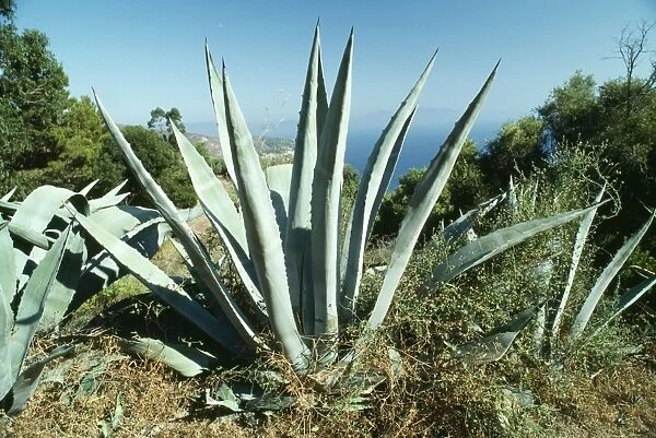 Agave americana - climate change garden species