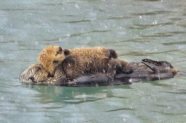Alaskan  /  Northern Sea Otter - mother with young pup sleep during a snow shower - Alaska _D3B5503