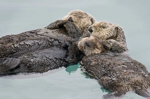 Alaskan  /  Northern Sea Otter - sleeping - mother (on right) is holding a several month old pup while they rest - another is sleeping in the same area and has bumped up against them - Sea Otters often gather in groups (rafts)