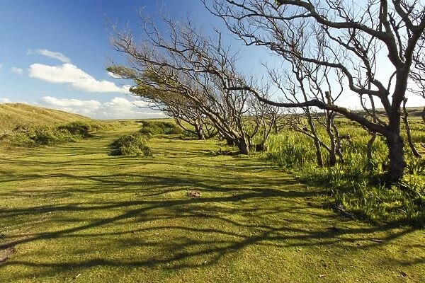 Alder Tree - copse of gnarled and weatherd trees, De Bollekamer sand dune NP, Island of Texel, Holland