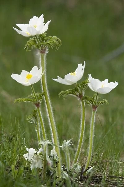 Alpine pasque flowers, white form (Pulsatilla alpina). French Alps