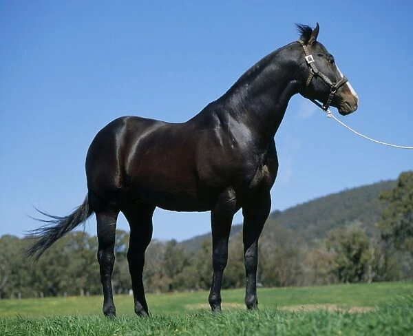 American Quarter Horse in Australia