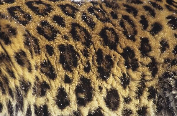 Amur  /  Korean Leopard - endangered Species. 4MR704