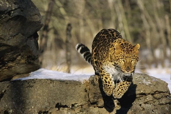Amur Leopard  /  Korean Leopard - endangered species 4MR1288