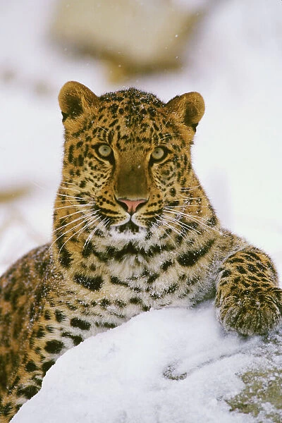 Amur Leopard  /  Korean Leopard - endangered species 4MR1698