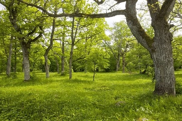Ancient flowery wood pasture  /  wooded meadow at Loode Oakwood or Oak Grove, Saarema Island, Estonia