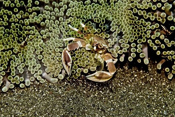 Anemone Crab - using its delicate nets, sweeping the current for food particals - Indonesia
