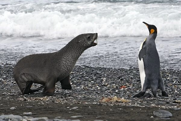 Antarctic Fur Seal - Elsehul - South Georgia