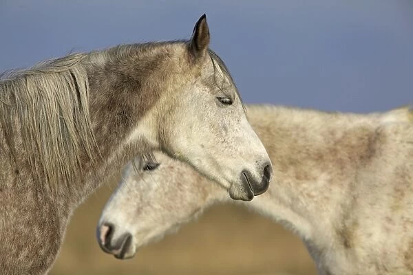 Arab Horses - UK