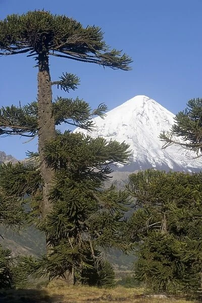 Argentina - Lanin Volcano (3, 776 m) and Araucaria  /  Monkey Tree  /  Chile Pine forest. Lanin National Park, Neuquen Province