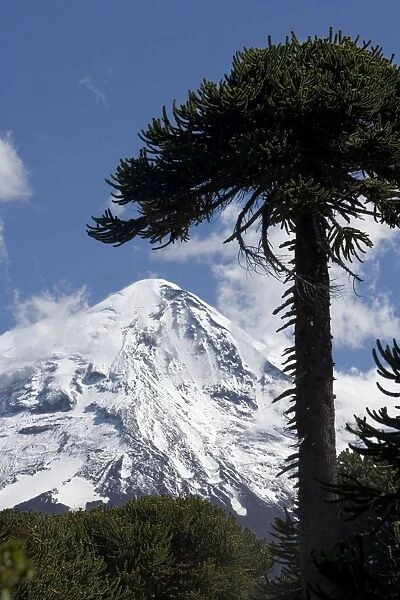 Argentina - Lanin Volcano (3, 776 m) and Araucaria  /  Monkey Puzzle  /  Chile Pine trees. Lanin National Park, Neuquen Province