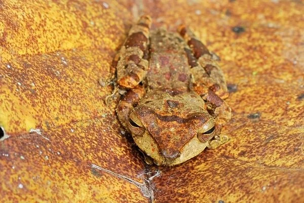 Asian Tree Frog - Danum Valley Conservation Area - Sabah - Borneo - Malaysia