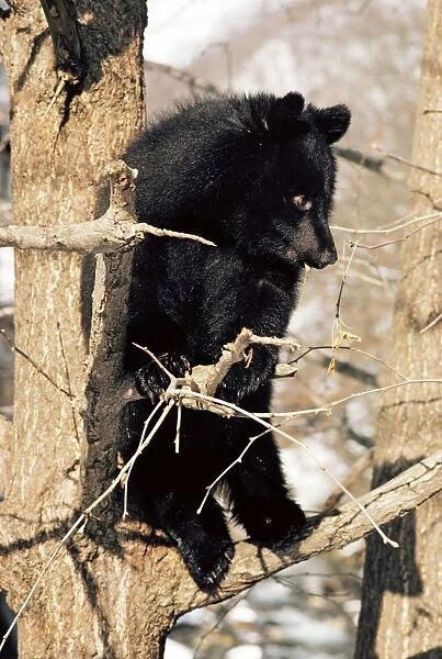 Asiatic Balck Bear - perched in a tree - Japan