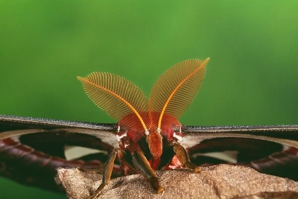 Atlas Moth - male - close up of antennae - Malaysia