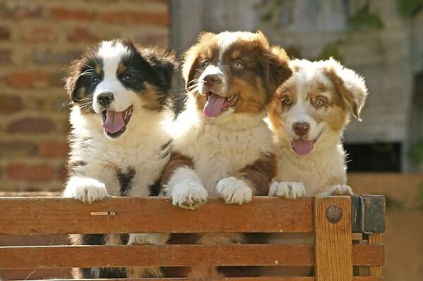 Australian Sheep Dogs - Puppies looking over fence