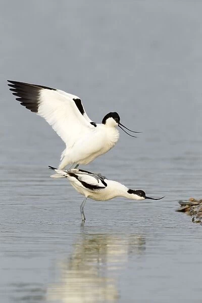 Avocet - standing in shallow water while mating with reflection - April - Texel - Netherlands