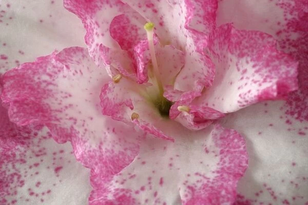 Azalea detail of a pink and white coloured azalea blossom Germany