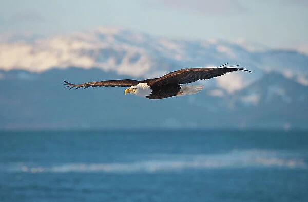 Bald Eagle flying over the ocean, snow mountain in the distance, Homer, Alaska, USA Date: 04-03-2012