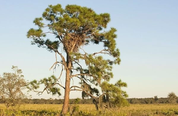Bald Eagle nest in tree - Florida. January
