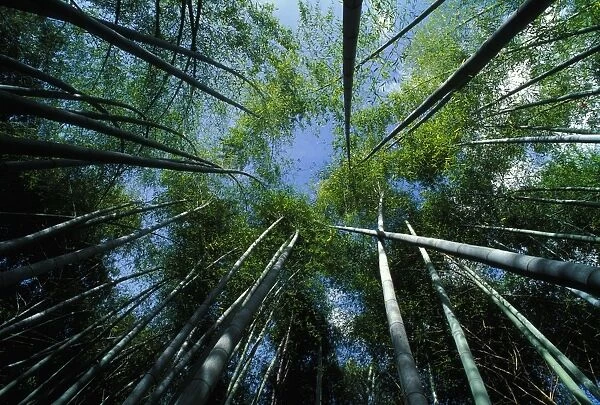 Bamboo Forest - from below
