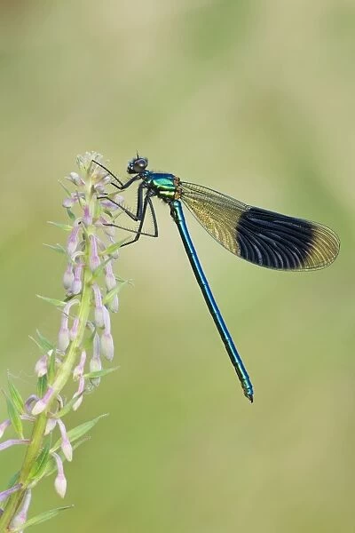 Banded Demoiselle - damselfly resting on willowherb - Cannock Chase - Staffordshire - England