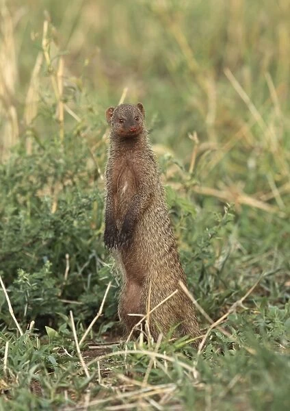 Banded Mongoose - standing on hind legs - Tanzania