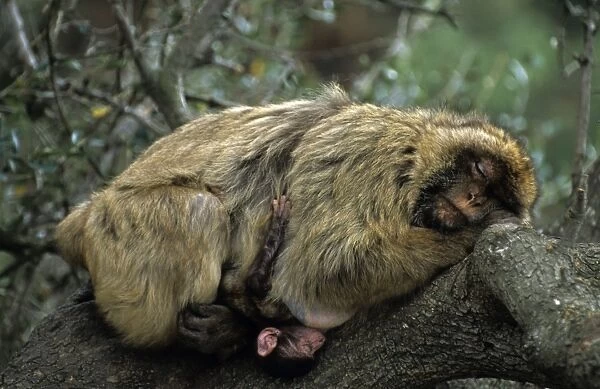 Barbary Macaque - Adult asleep on log with young - Gibralter - IUCN Vulnerable - Remaining three-quarters live in the Middle Atlas Mountains of Morocco - Others persist in numerous pockets of declining size in northern Morocco