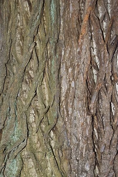 Bark of Sweet chestnut - Worcestershire UK