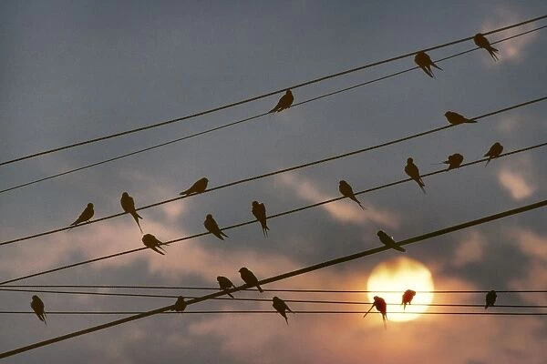 Barn Swallow - on wire by sunset