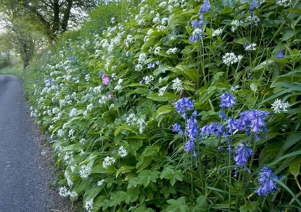 Beautiful old flowery roadside verge / hedgebank near Powerstock, West Dorset. Mass of Wild Garlic (Allium ursinum), bluebells and red campion. spring