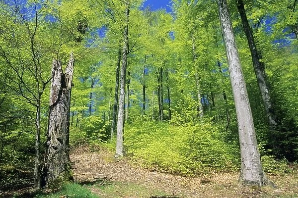 Beech Forest - in spring time, Lower Saxony, Germany