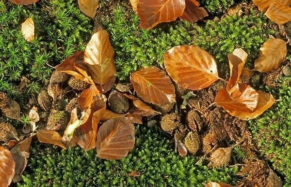 Beech Tree - fallen leaves & Mast