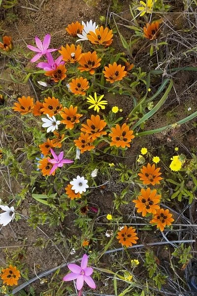 Beetle daisy (Gorteria diffusa ssp. diffusa) and other flowers on Renosterveld (a shrubby vegetation type rich in bulbs), near Nieuwoudtville, Cape, South Africa