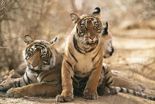 Bengal  /  Indian Tiger CB 150 11 month old cub, Ranthambhore National Park, India. Panthera tigris © Chris Brunskill  /  ardea. com