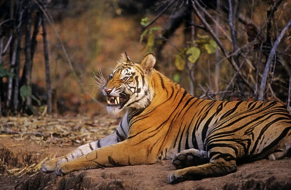 Bengal  /  Indian Tiger - yawning. Bandhavgarh National Park - India