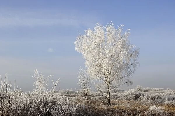 Birch Tree - covered in frost. Alsace - France