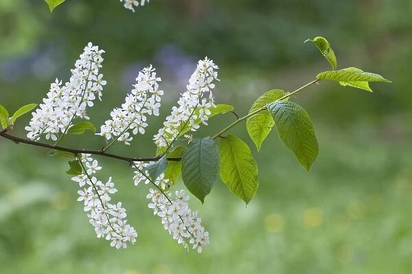 Bird Cherry - close up of flowers and leaves - Lincolnshire - UK
