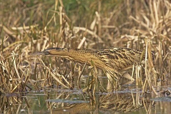 Bittern -Stalking along water edge in reeds - Feb - Norfolk UK