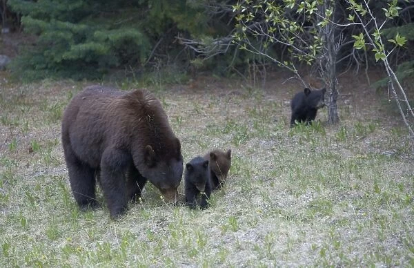 Black Bear - mother and cubs - Canadian Rocky Mountains - Alberta - Canada MA002087