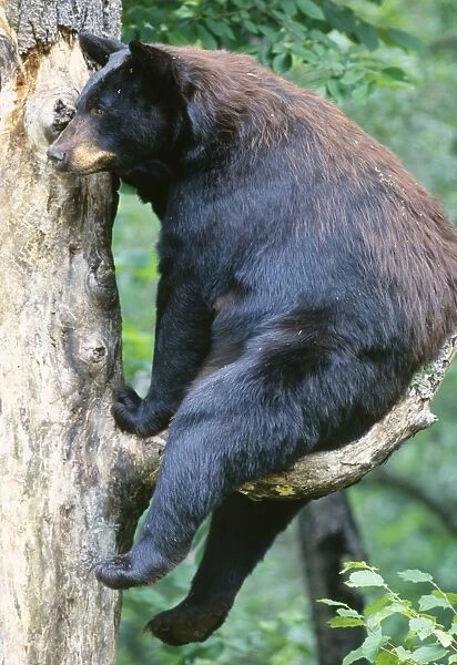 Black Bear - sitting on branch up tree, Summer Minnesota USA