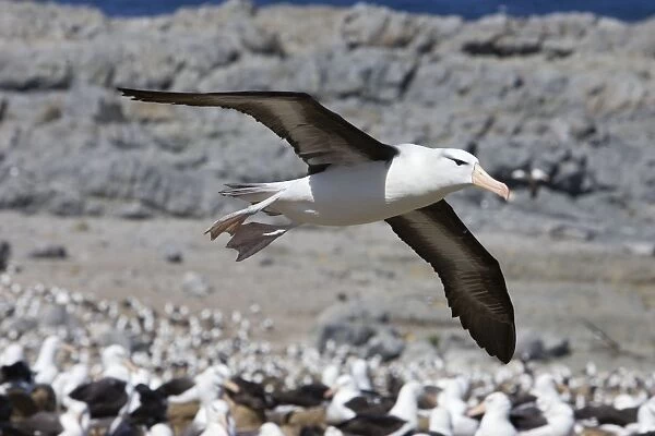 Black-browed Albatross - Flying over colony Steeple Jason, Falkland Islands